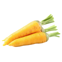 Carrot Yellow