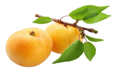 White Apricot Bold Uzbekistan