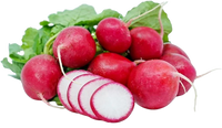 Red Radish Uzbekistan