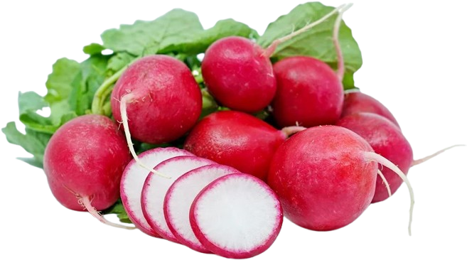 Red Radish Uzbekistan