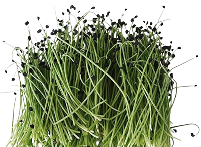 Microgreens Onion