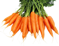 Young Carrot