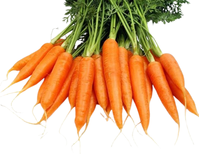 Young Carrot