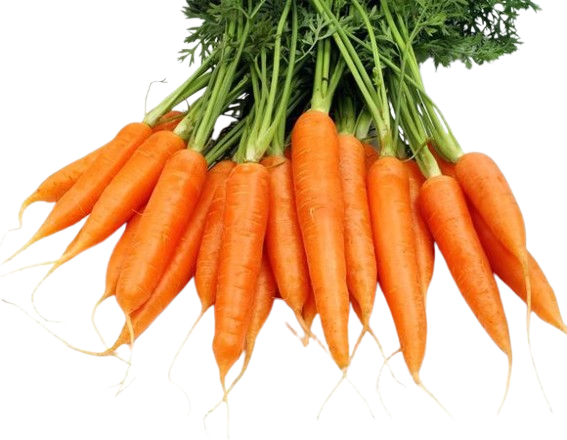 Young Carrot