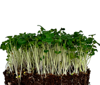 Microgreens Broccoli