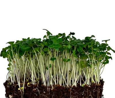 Microgreens Broccoli