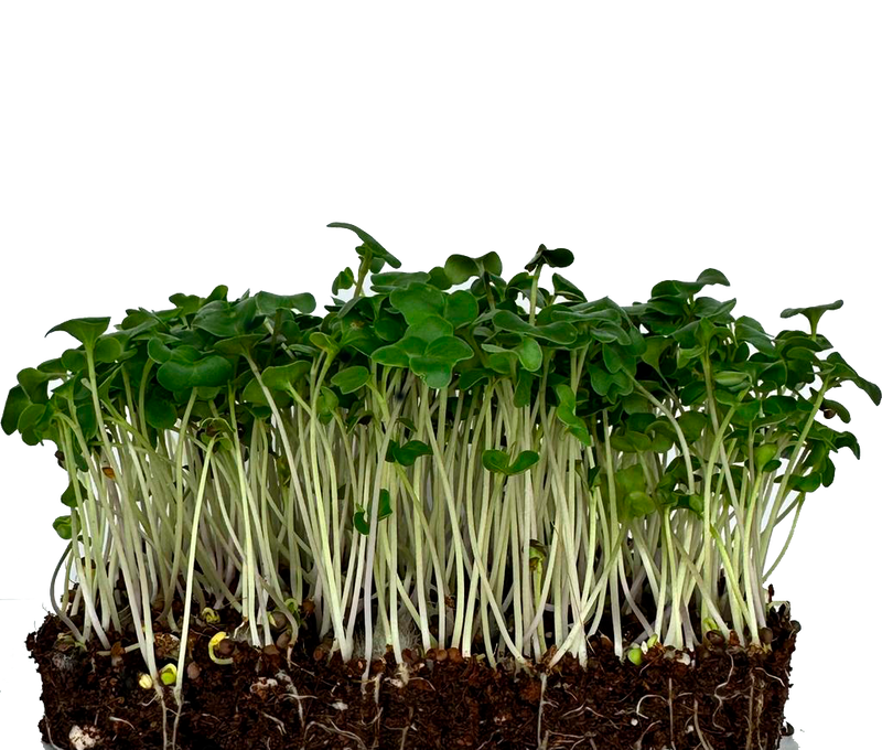 Microgreens Broccoli