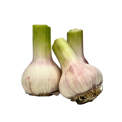 Young Garlic Uzbekistan