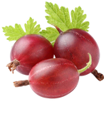 Fresh Gooseberry From Uzbekistan 500g