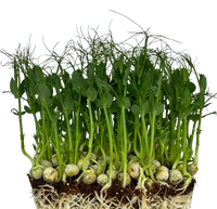 Microgreens Peas