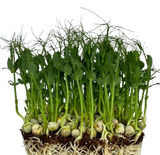 Microgreens Peas 30g