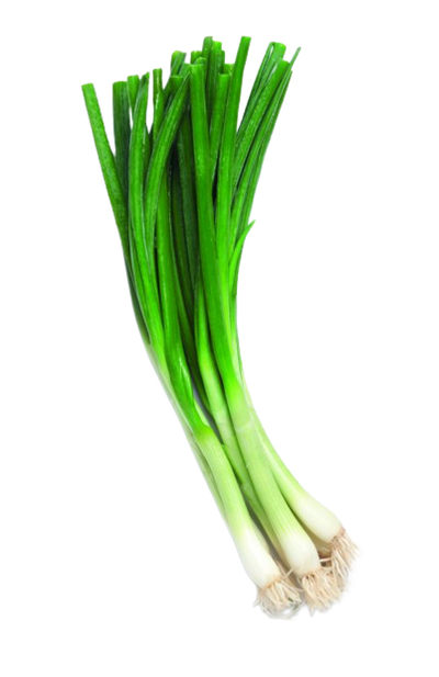 Spring Onion From Uzbekistan