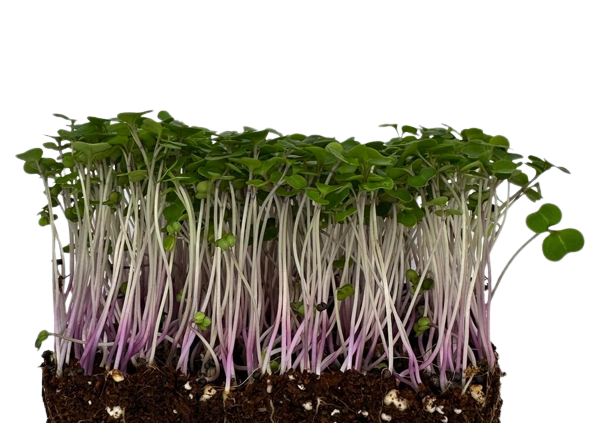 Microgreens Kale 20g