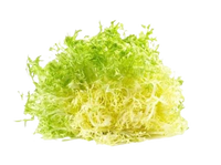 Lettuce Frisee yellow ~ 1 pc