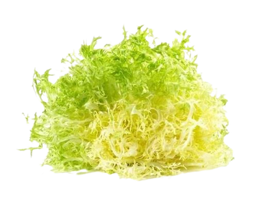 Lettuce Frisee yellow ~ 1 pc