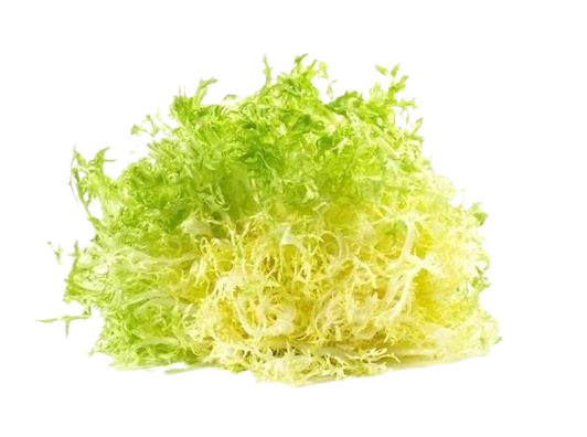 Lettuce Frisee yellow ~ 1 pc