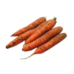 Fresh Carrot Uzbekistan