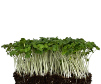 Mustard MicroGreens