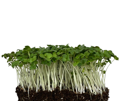 Mustard MicroGreens