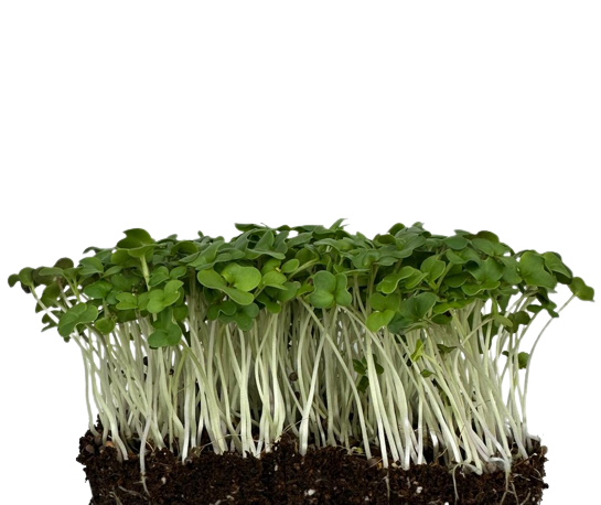 Mustard MicroGreens