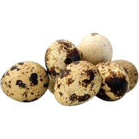 FARM Quail Eggs 18 pcs