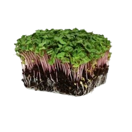 Microgreens Sorrel