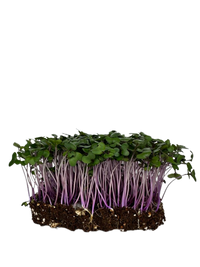 Microgreens Red Cabbage