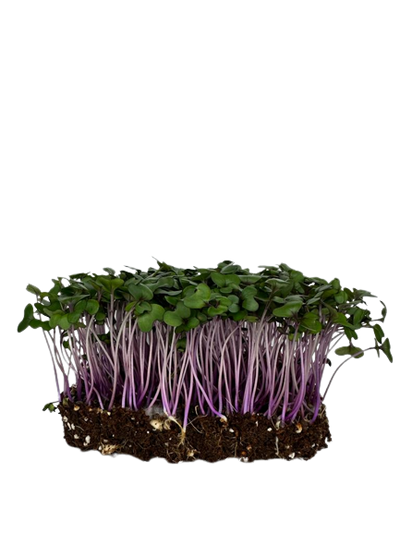 Microgreens Red Cabbage