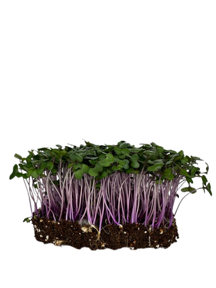 Microgreens Red Cabbage