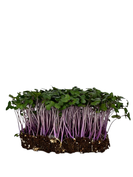 Microgreens Red Cabbage 20g