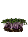 Microgreens Red Cabbage 20g