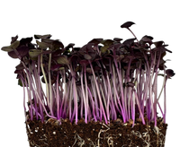 Microgreens Red Radish