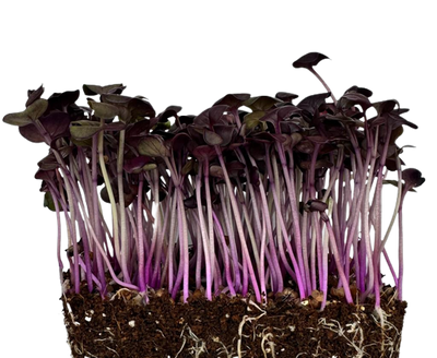 Microgreens Red Radish