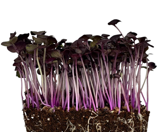 Microgreens Red Radish