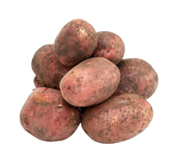 Red Potato from Uzbekistan