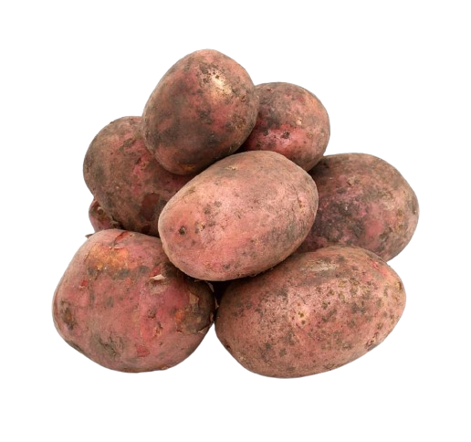 Red Potato from Uzbekistan