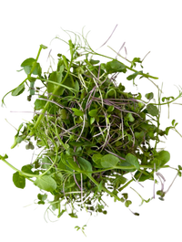 Microgreens Family Mix