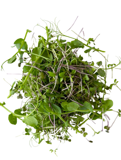 Microgreens Family Mix