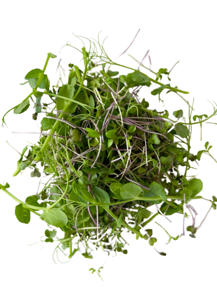 Microgreens Family Mix