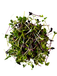 Microgreens Spicy Mix