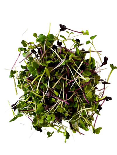 Microgreens Spicy Mix