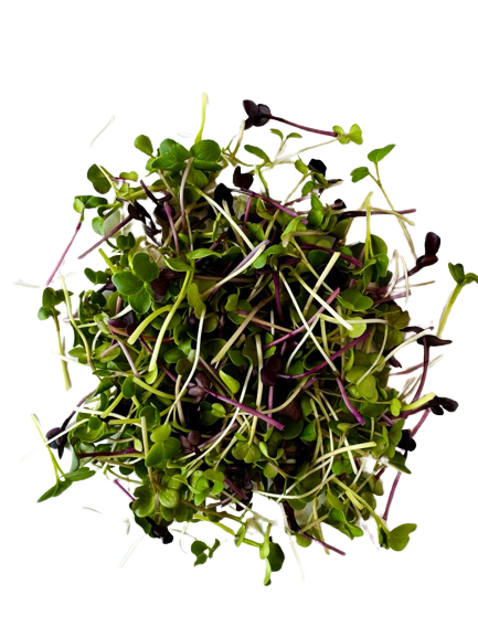 Microgreens Spicy Mix