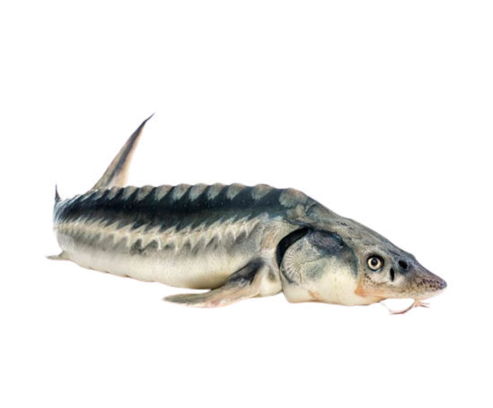 Caspian Persian Sturgeon 2.7-3 kg(Frozen /whole without head) – MiraFoods