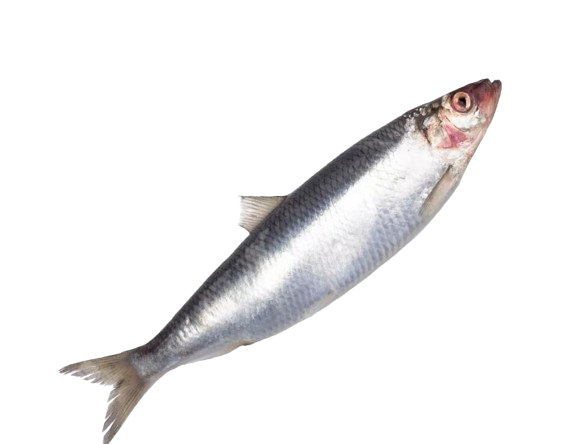 Lightly Salted Olyutor Herring  (whole fish)