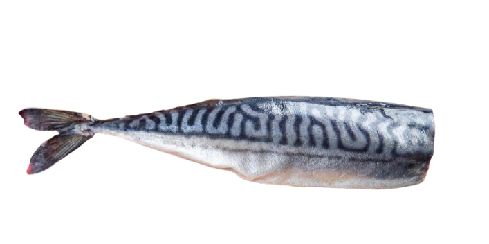 Lightly dried  MACKEREL (1 pc)