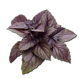 Mira Red Basil bunch 250 gr