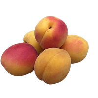 Apricot