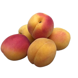 Apricot