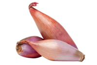 Shallot Onion