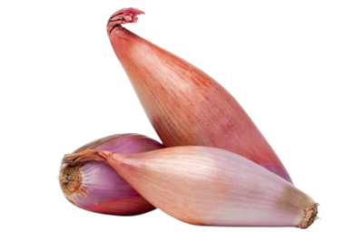 Shallot Onion